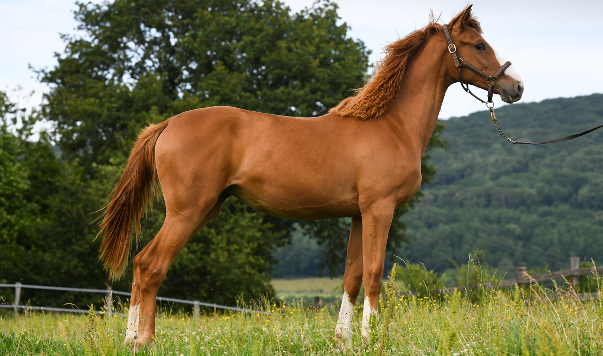 Ascalina de Darizol, jument selle français