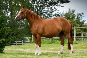 Abby de Darizol, poulinière Sf par Padock du Plessis