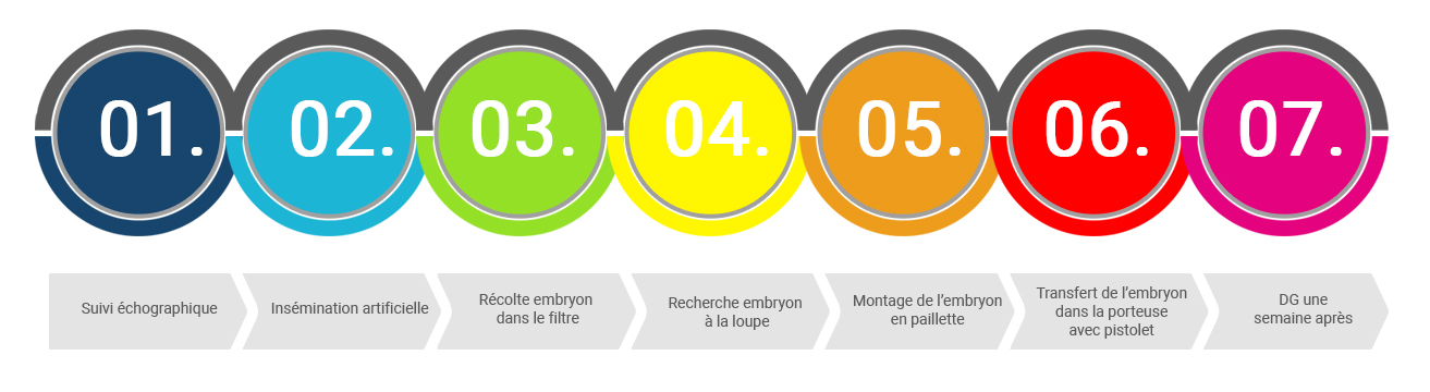 Schéma transfert d'embryon Equi'DNA