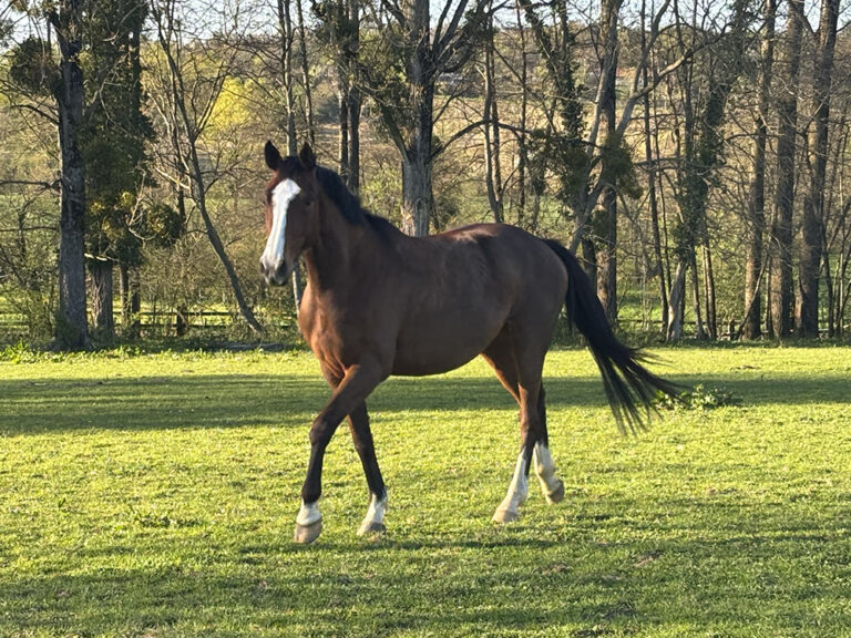 Delilah de Darizol Z