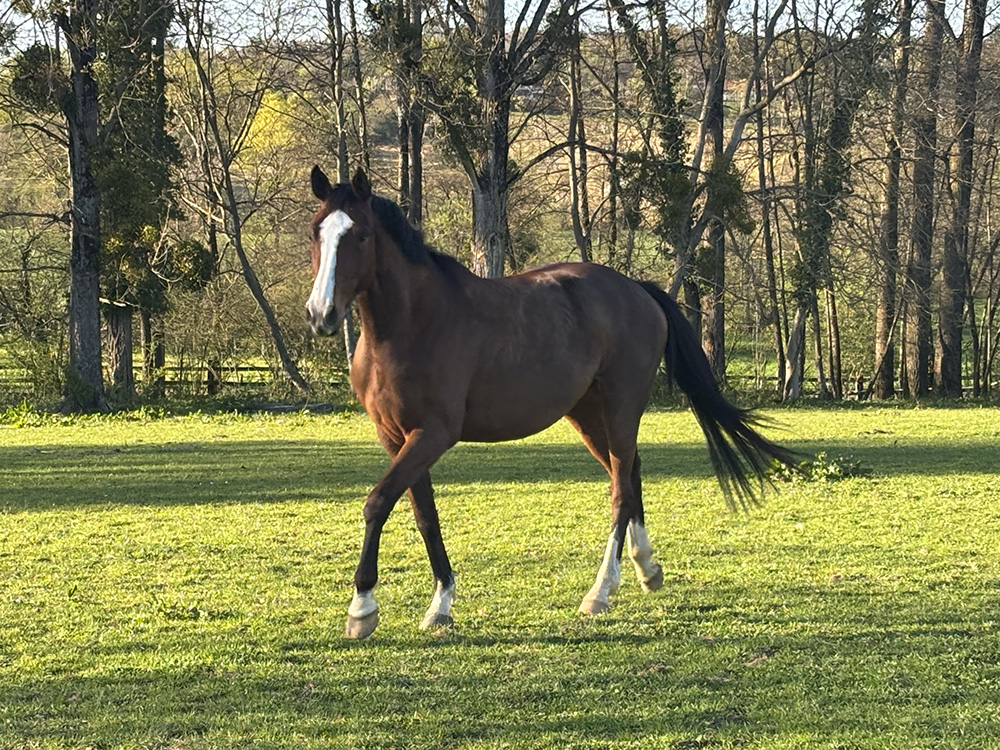 Delilah de Darizol Z