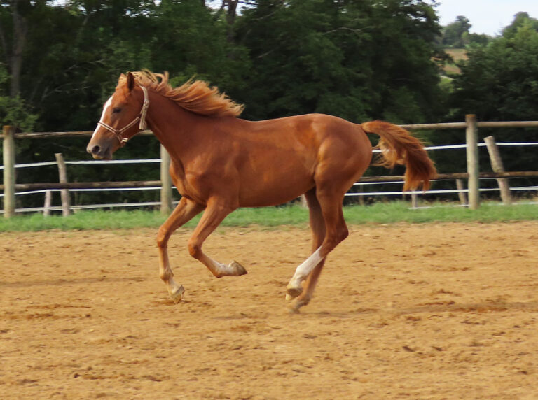 Ocyale d'Olen - ph. coll. privée